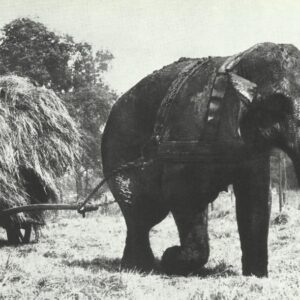 instead of a tractor, a circus elephant.