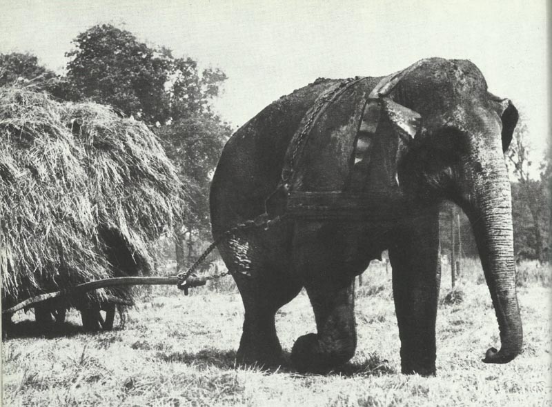 instead of a tractor, a circus elephant.