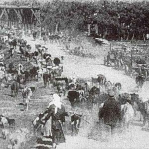 Russian evacuation of cattles