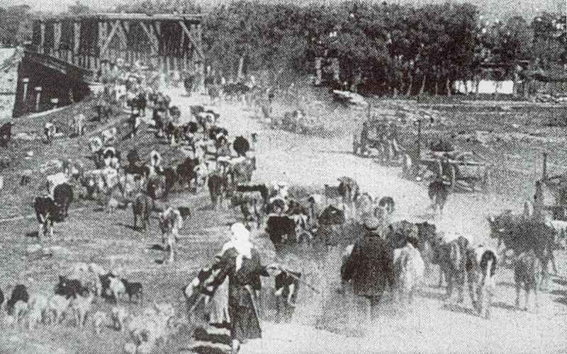 Russian evacuation of cattles