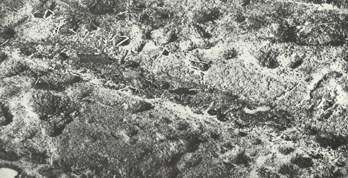 Aerial view of the Western Front