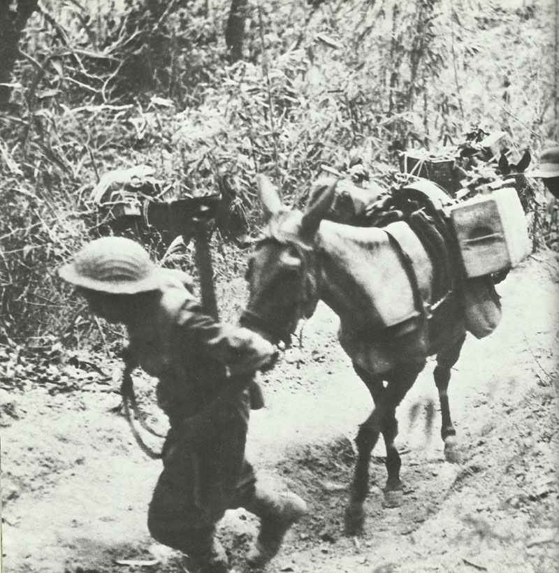 Allied mule transport on the jungle paths of the Arakan.