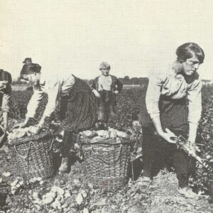Women harvesting the potato crop i