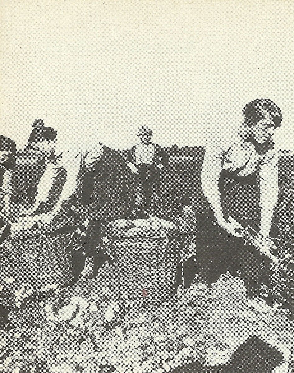 Women harvesting the potato crop i