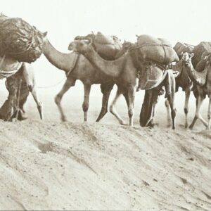 camel supply column